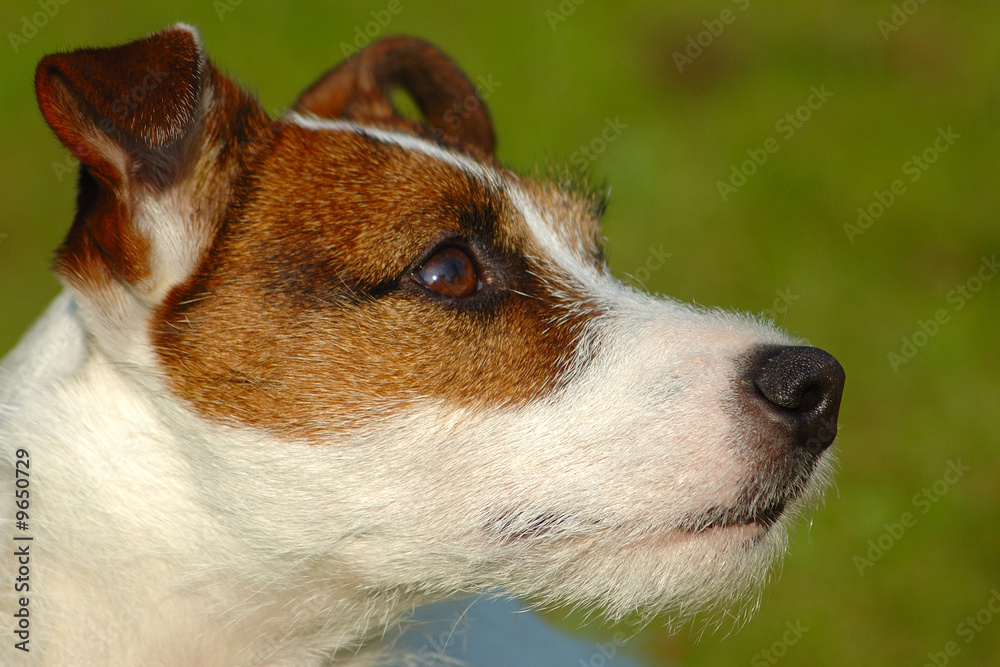 Parson Jack Russell Terrier Portrait Parson Jack Russell Terrier Portrait