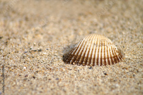 Muschel am Strand im Sand 3