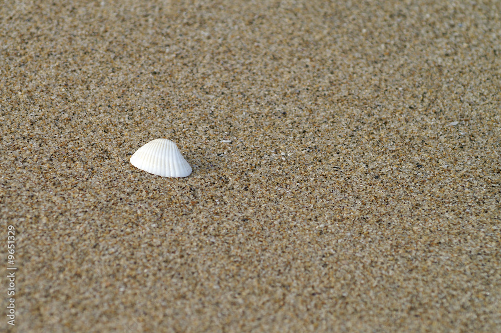 Strand Muschel 3