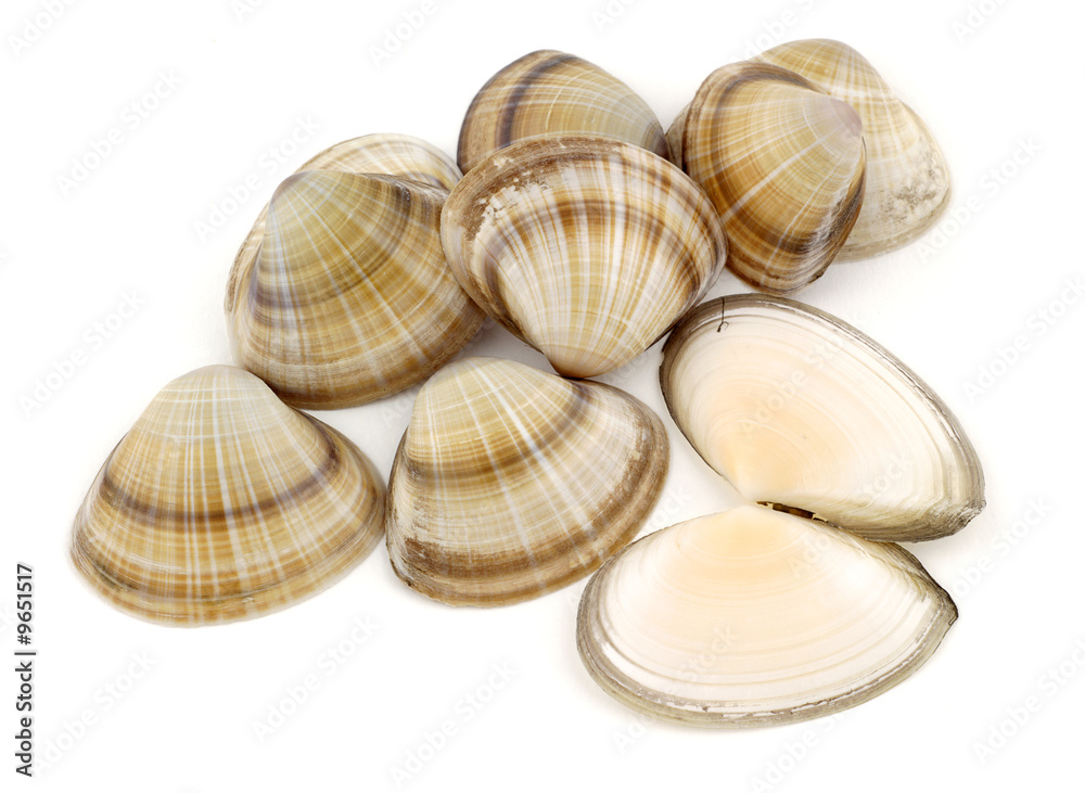 Conchas pila Conchas pila