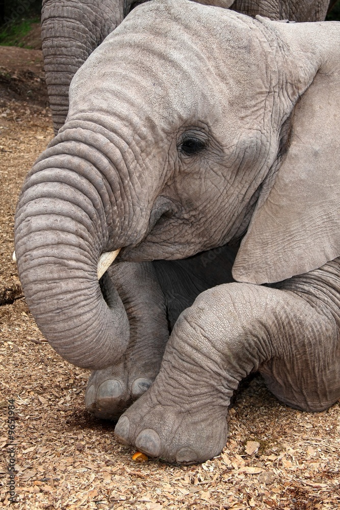 Obraz premium Tame African elephant lying on the ground