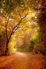 Wandcirkels Herfst Bospad door sfeervol herfstlandschap  © James Thew