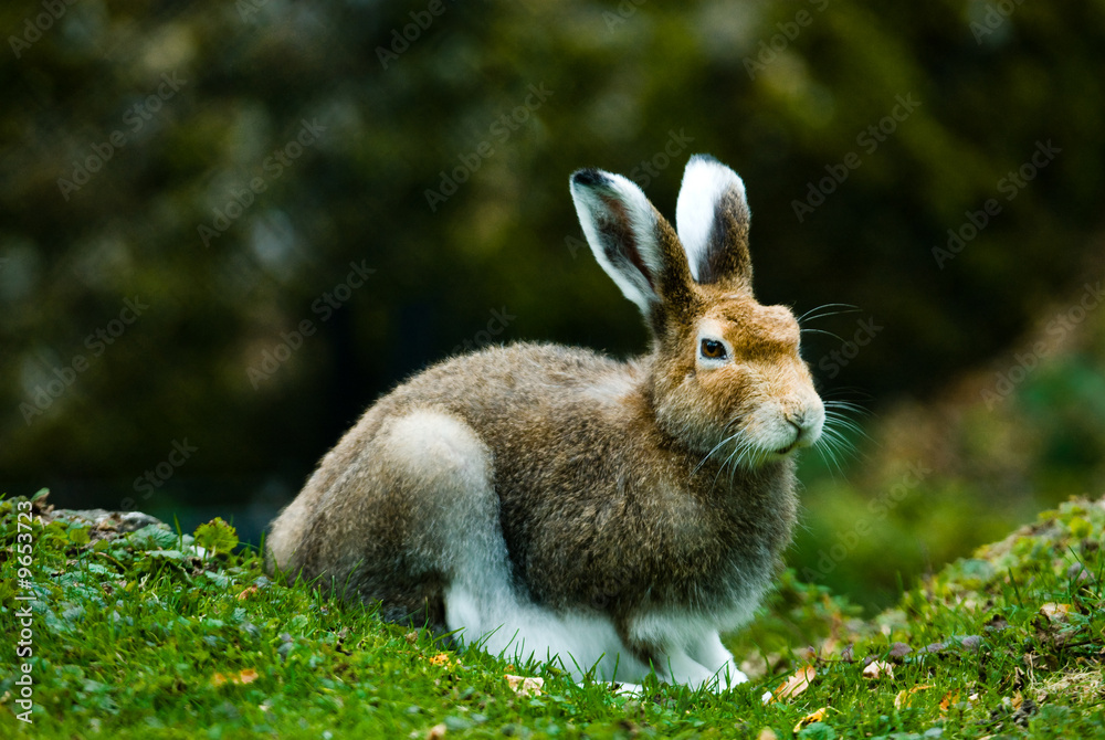 Fototapeta premium mountain hare (lat. Lepus timidus)