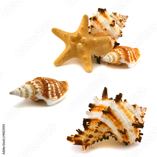 A few cockleshells and starfish on a white background