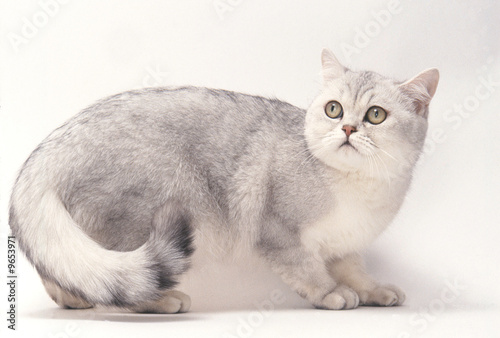 фотографія british shorthair gris