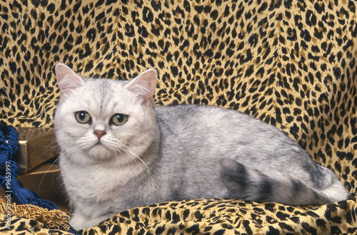 le british shorthair allongé sur un canapé photo