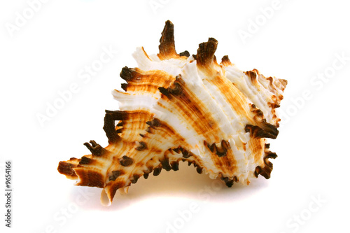 Marine cockleshell on a white background