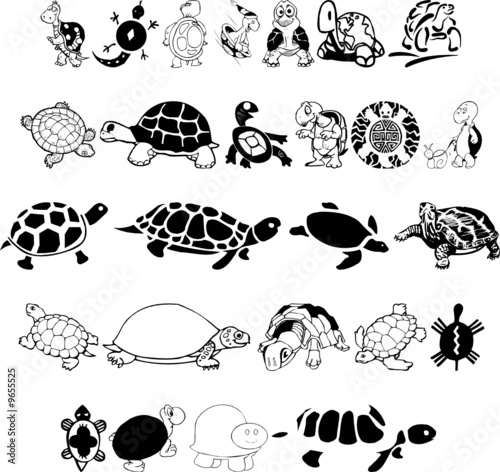 Fototapeta Turtles and Tortoises