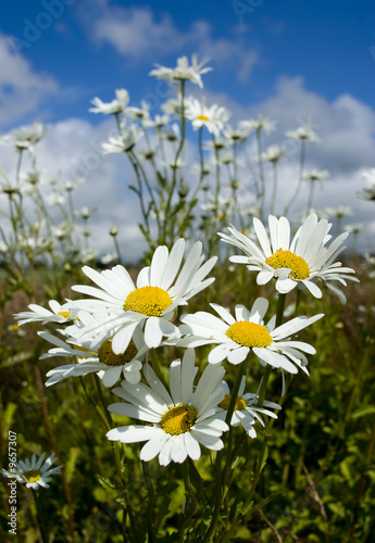 Wild white daisies against a deep blue sky