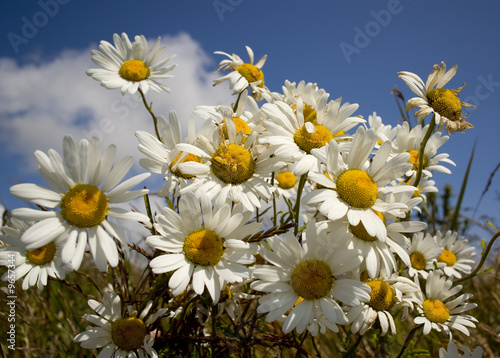 Wild white daisies against a deep blue sky