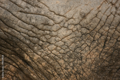 background made of elephant skin © Fernando Soares