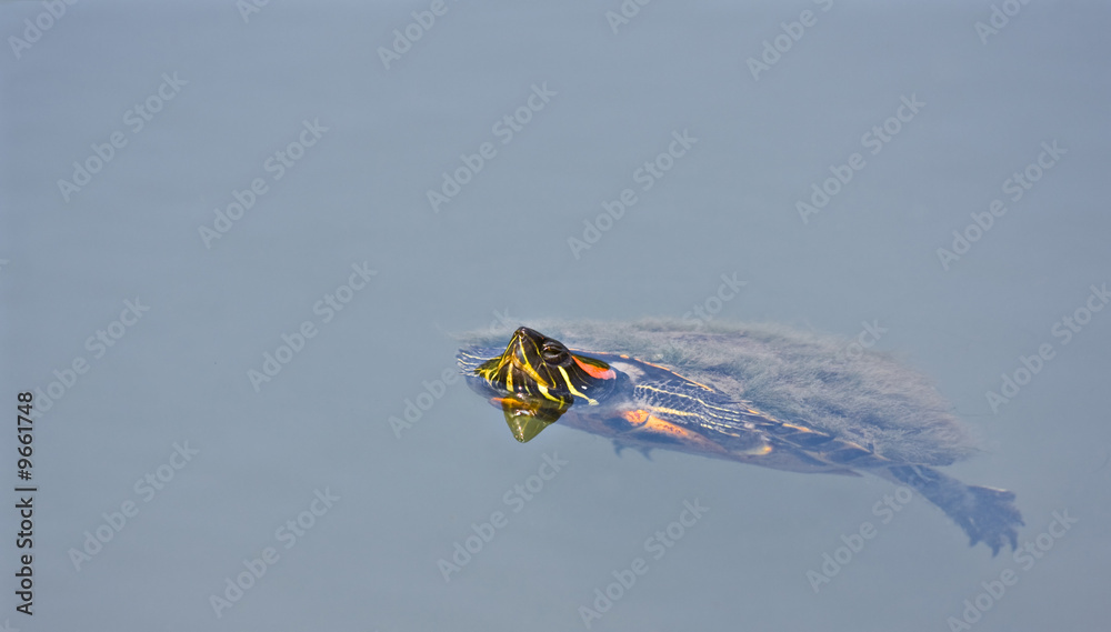 Fototapeta premium A turtle swimming in a pond