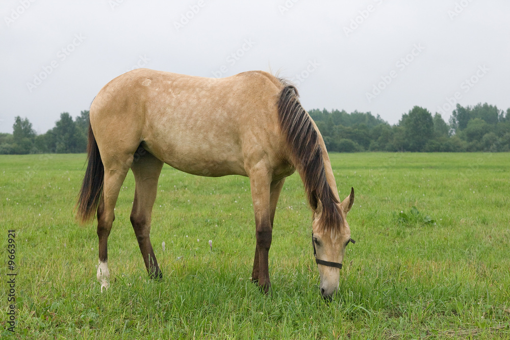 Horse standing in a field, eating grass Horse standing in a field, eating grass