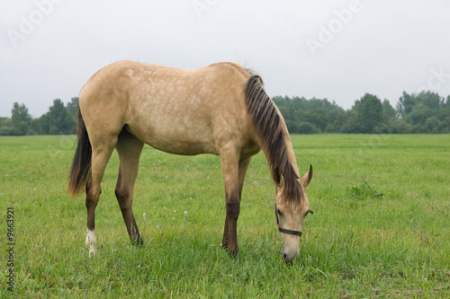 Horse standing in a field, eating grass