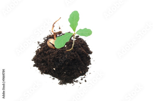 A young plant isolated on a white background