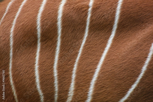 Eastern /Mountain Bongo coat markings