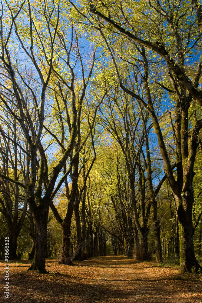 Fototapeta premium Allée