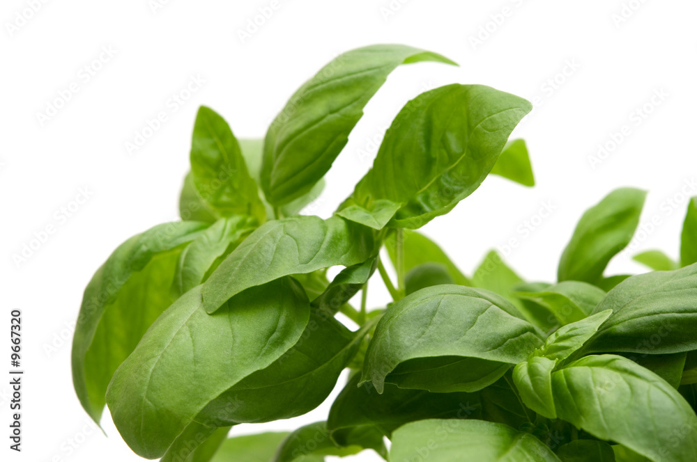 fresh basil on white background fresh basil on white background