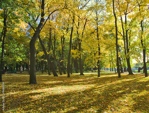 autumn park with maples