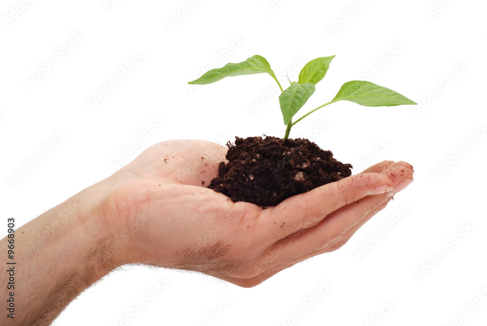 Man gardening a green plant Man gardening a green plant