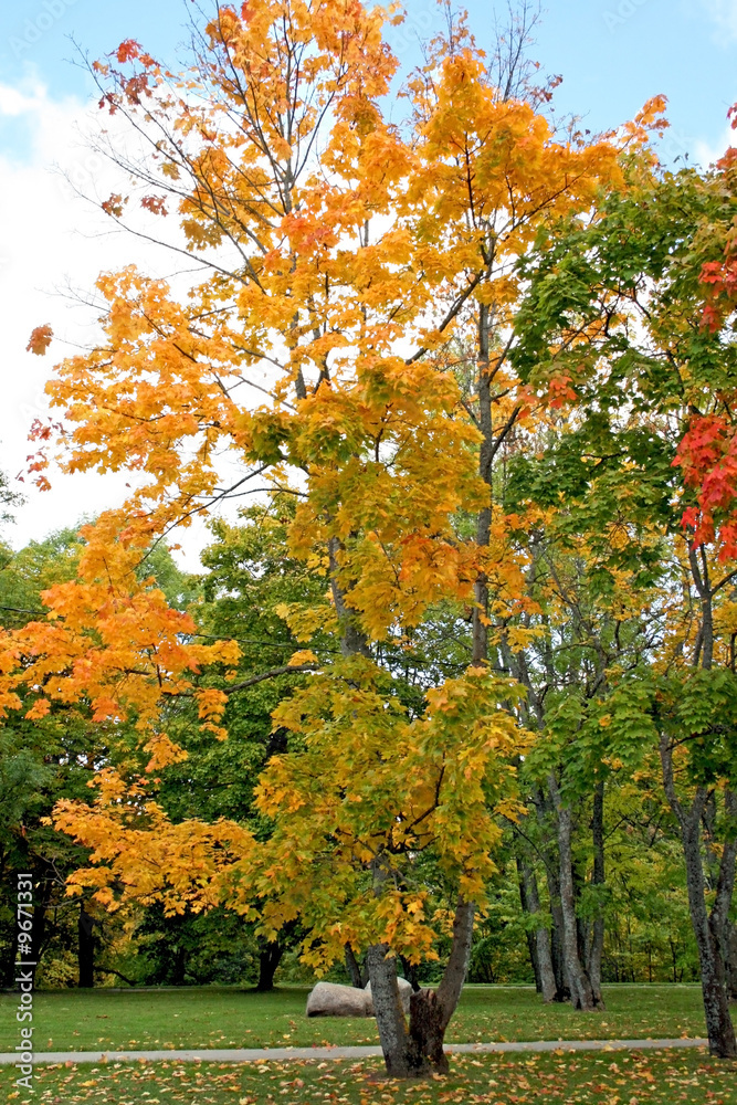 Naklejka premium Autumn trees