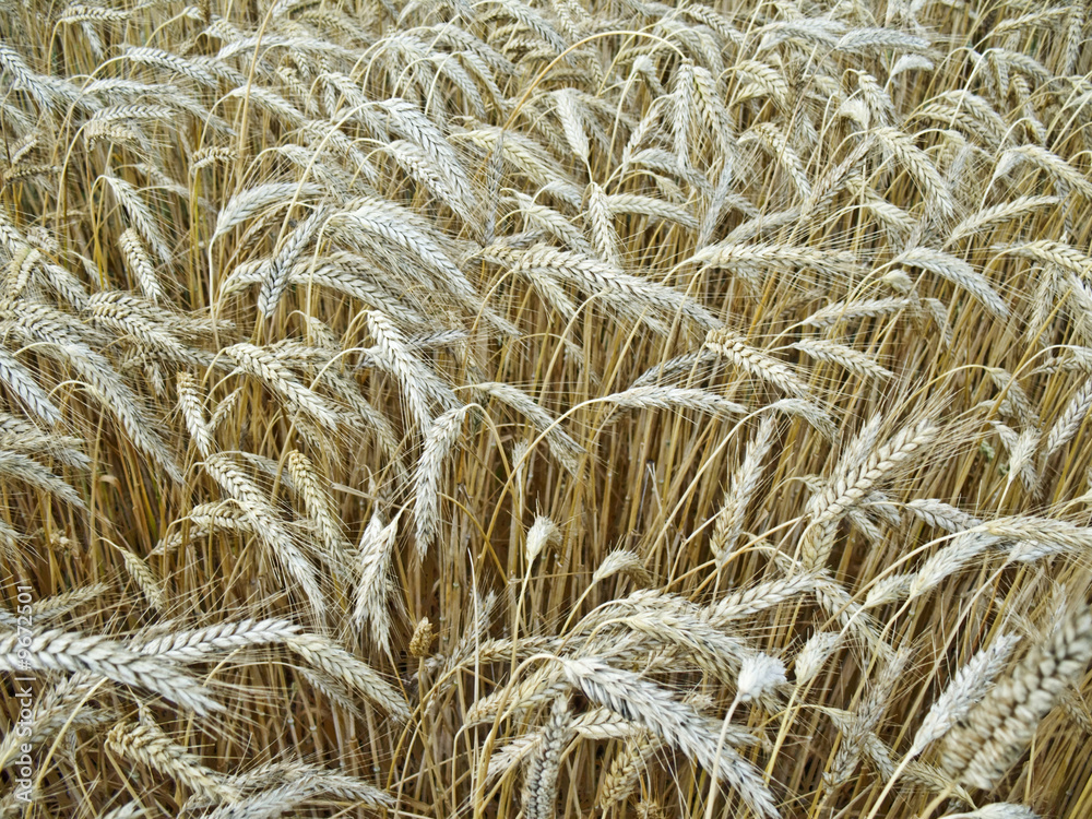 ripened wheat grains - autumn harvest ripened wheat grains - autumn harvest