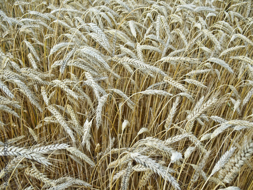 Fotografie ripened  wheat grains  - autumn  harvest
