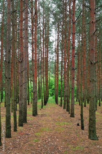 Fototapeta Naklejka Na Ścianę i Meble -  planted pines forest, rhythmic tree rows