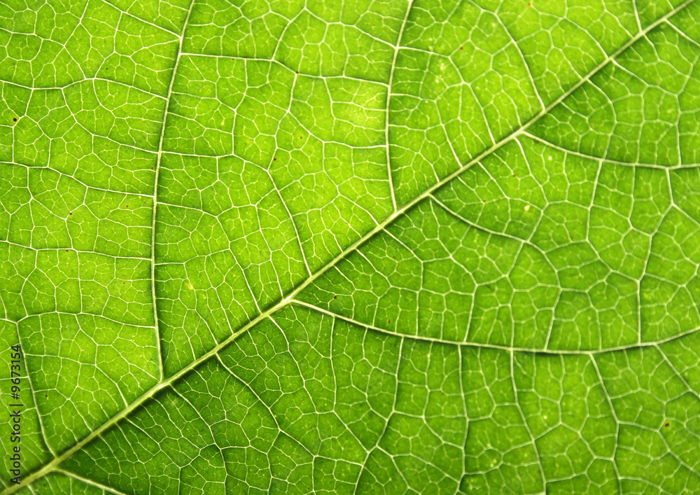 fresh natural green leaf texture (abstract background) fresh natural green leaf texture (abstract background)