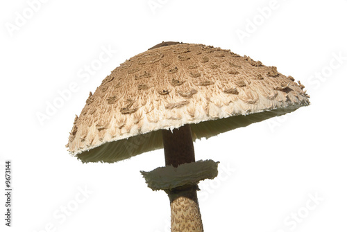 Riesenschirmpilz - Parasol mushroom 04 photo