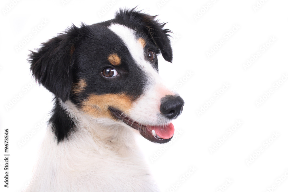 Fototapeta premium very nice outdoor dog on the white background