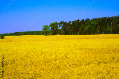 Rapeseed Field under the blue sky - canola, Brassica napus