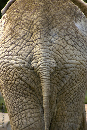Elephant © bedecs