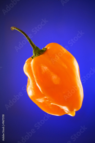 orange habanero chile pepper against blue gradient background