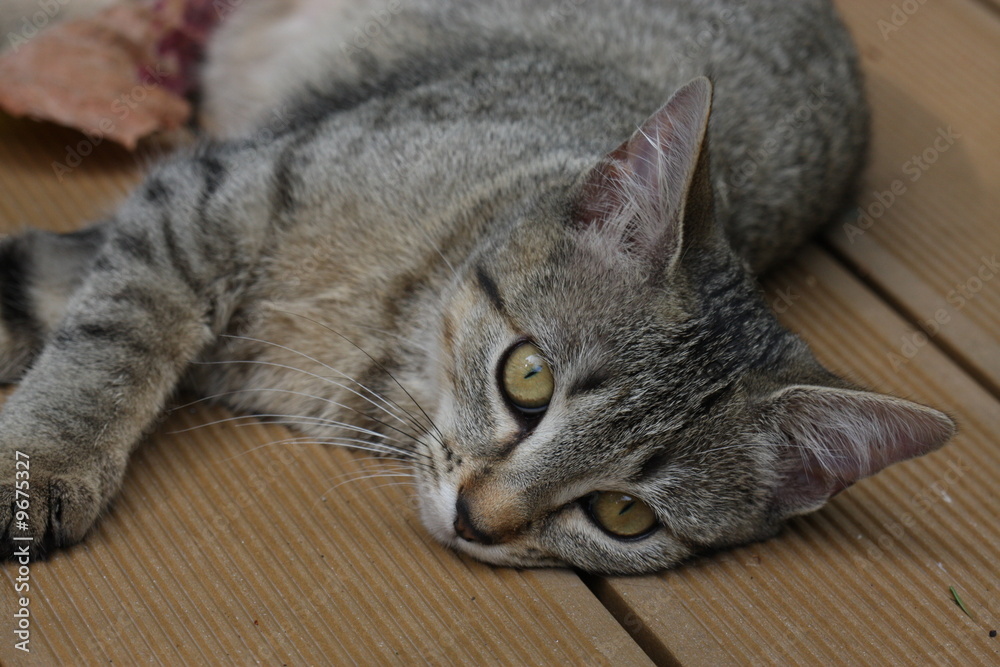 Chaton allongé sur le parquet Chaton allongé sur le parquet