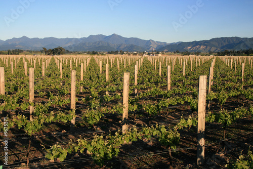 Vineyard near Blenheim New Zealands photo