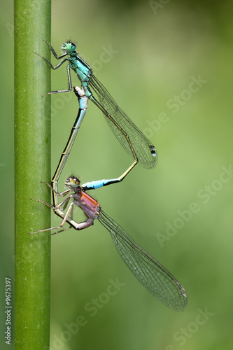 two damselflies mating elegantly