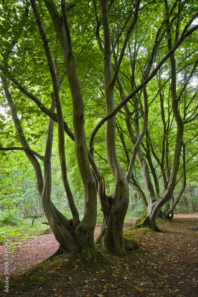 bright green lushes forest with nice daylight bright green lushes forest with nice daylight