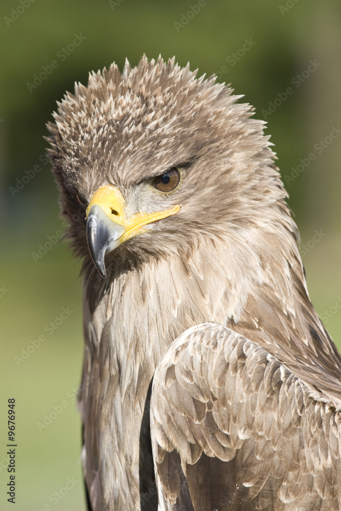 indian tawny eagle portrait front view indian tawny eagle portrait front view