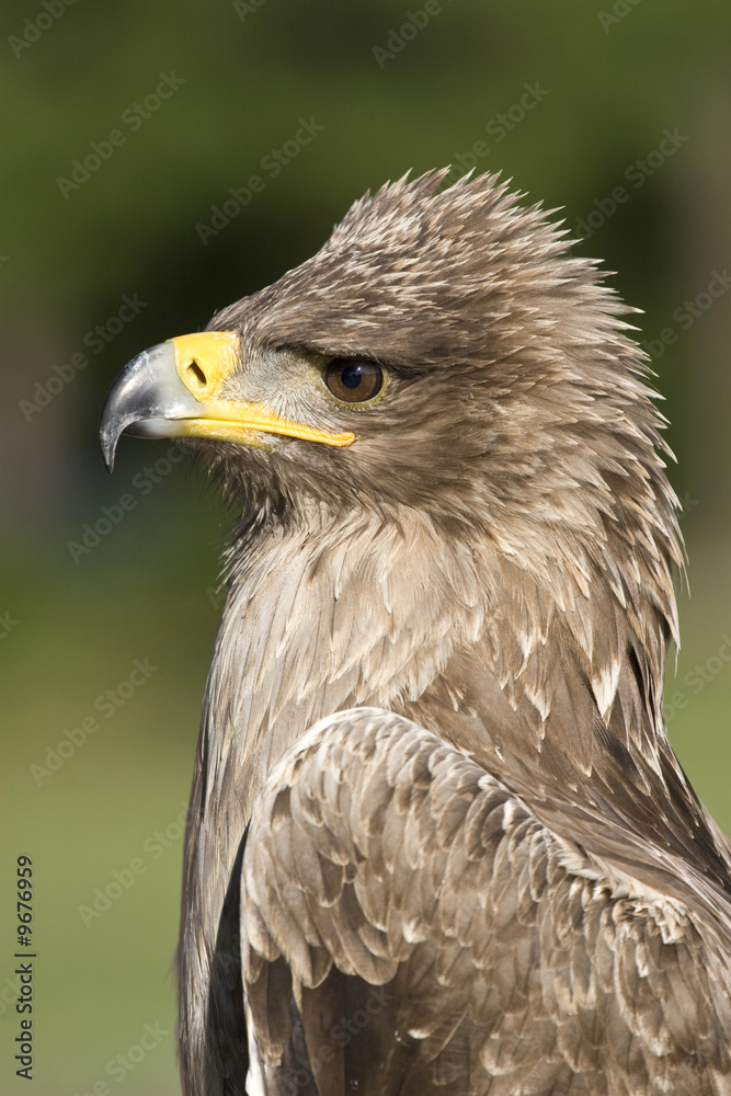 indian tawny eagle, profile portrait indian tawny eagle, profile portrait