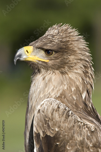 indian tawny eagle  profile portrait