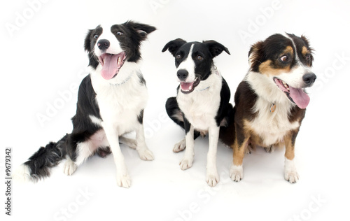 Three Dogs Sitting