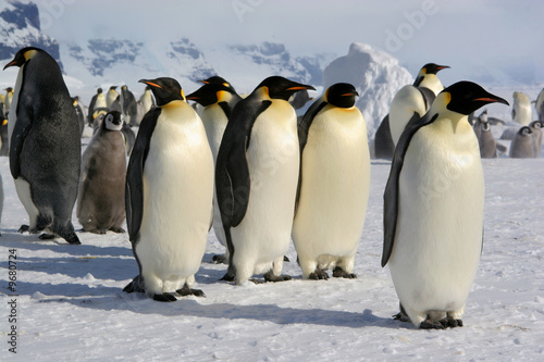 Emperor penguin - Coulmann Island (Antarctic)