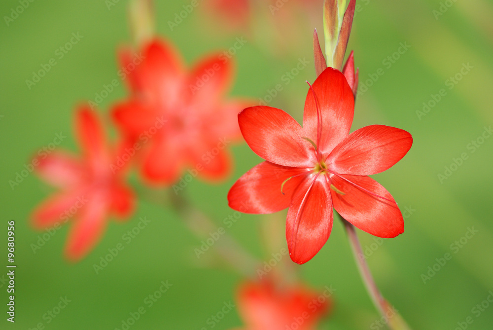 Red Kaffir Lily, Schizostylis coccinea Major Red Kaffir Lily, Schizostylis coccinea Major