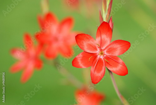 Red Kaffir Lily, Schizostylis coccinea Major