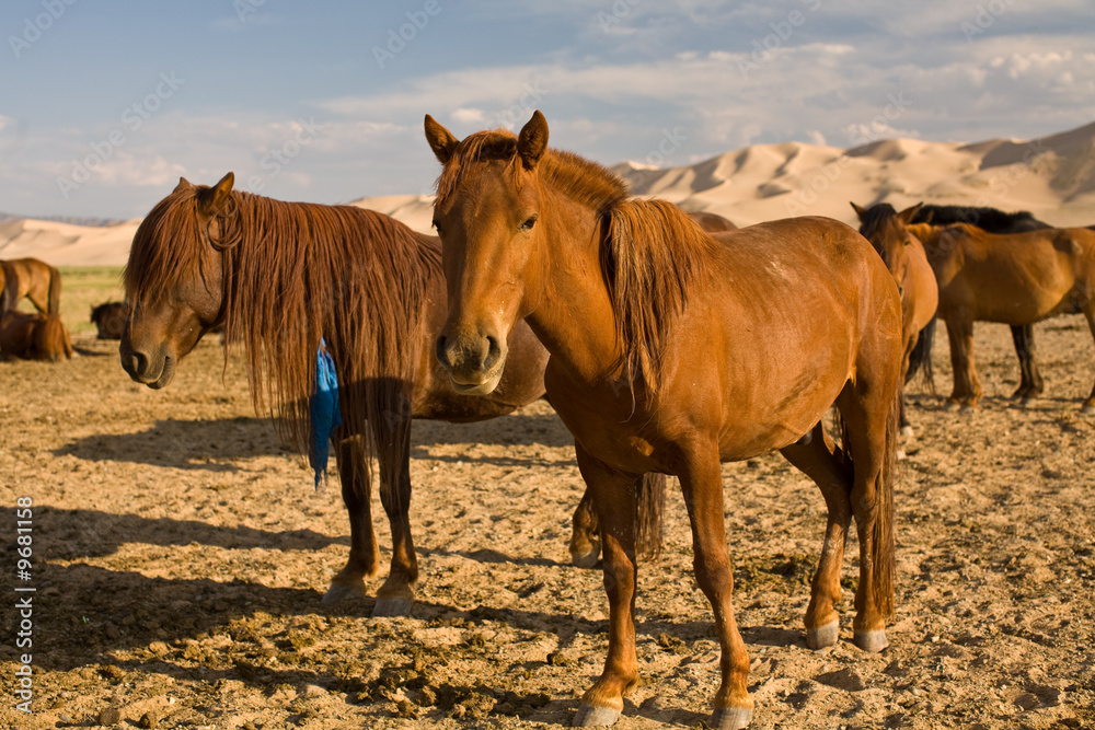 Herd of horses in Gobi desert sand dunes, Mongolia