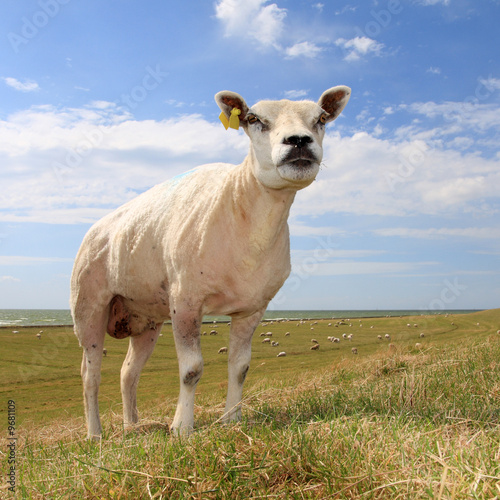 single sheep in field, against blue sky
