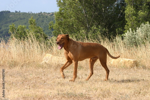 Rhodesian ridgeback à la campagne © Dogs