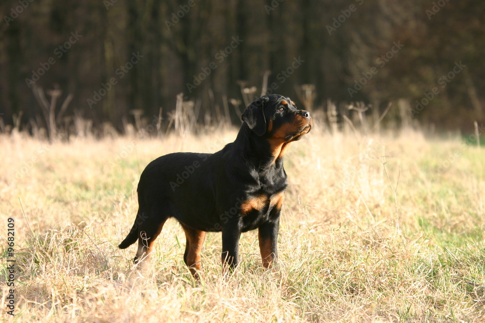 Rottweiler jeune à la campagne