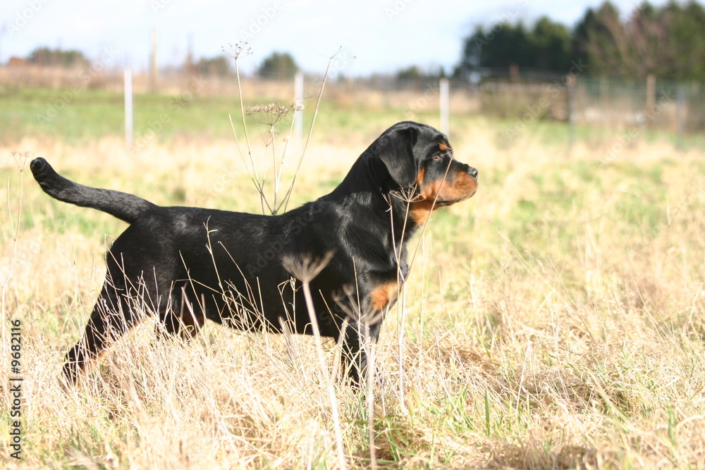 Rottweiler jeune à la campagne